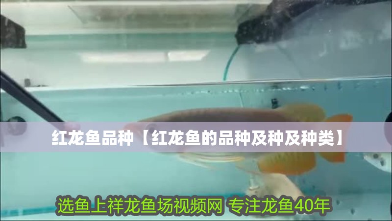 魚缸用增氧泵價格是多少:魚缸增氧機-xtrac增氧機-xtrac增氧機 紅龍魚品種【紅龍魚的品種及種及種類】 龍魚論壇 紅龍魚品種【紅龍魚的品種及種及種類】 紅龍魚品種【紅龍魚的品種及種及種類】 龍魚論壇