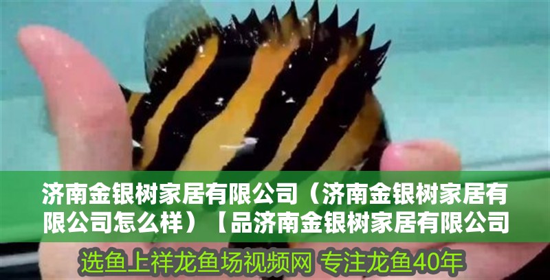 濟(jì)南金銀樹家居有限公司（濟(jì)南金銀樹家居有限公司怎么樣）【品濟(jì)南金銀樹家居有限公司怎么樣？】