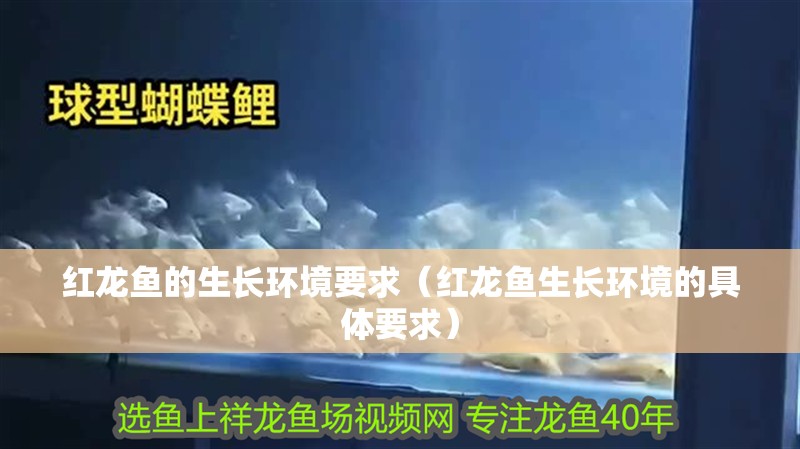 紅龍魚的生長環境要求（紅龍魚生長環境的具體要求）