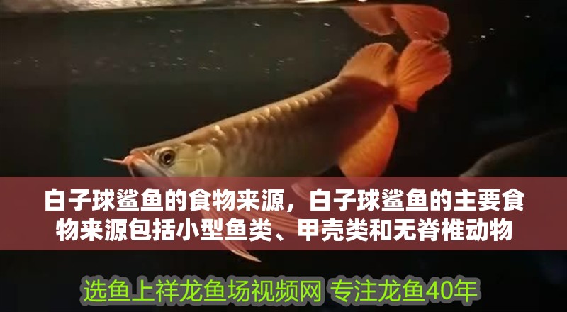 白子球鯊魚的食物來源，白子球鯊魚的主要食物來源包括小型魚類、甲殼類和無脊椎動物
