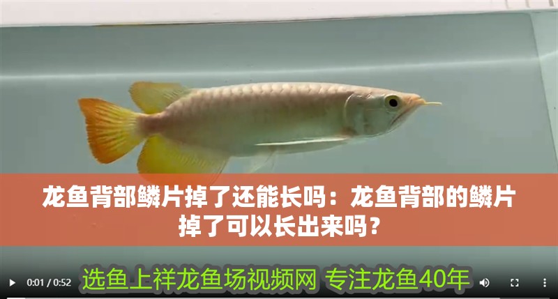 龍魚背部鱗片掉了還能長嗎：龍魚背部的鱗片掉了可以長出來嗎？