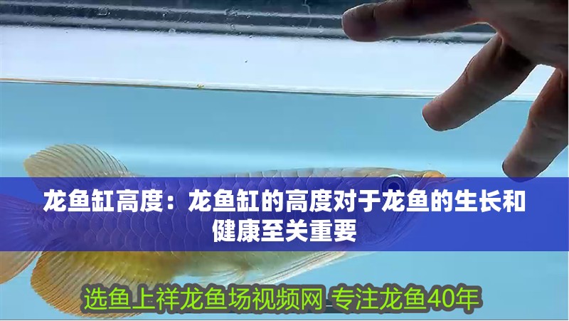 龍魚缸高度：龍魚缸的高度對于龍魚的生長和健康至關重要