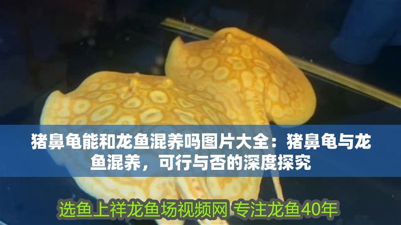 豬鼻龜能和龍魚混養嗎圖片大全：豬鼻龜與龍魚混養，可行與否的深度探究