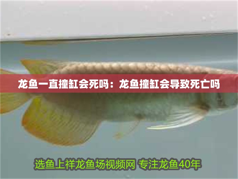 龍魚一直撞缸會死嗎：龍魚撞缸會導致死亡嗎