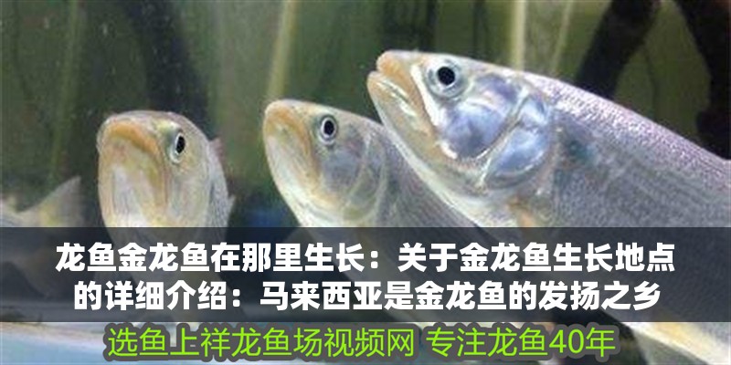 龍魚金龍魚在那里生長：關于金龍魚生長地點的詳細介紹：馬來西亞是金龍魚的發揚之鄉