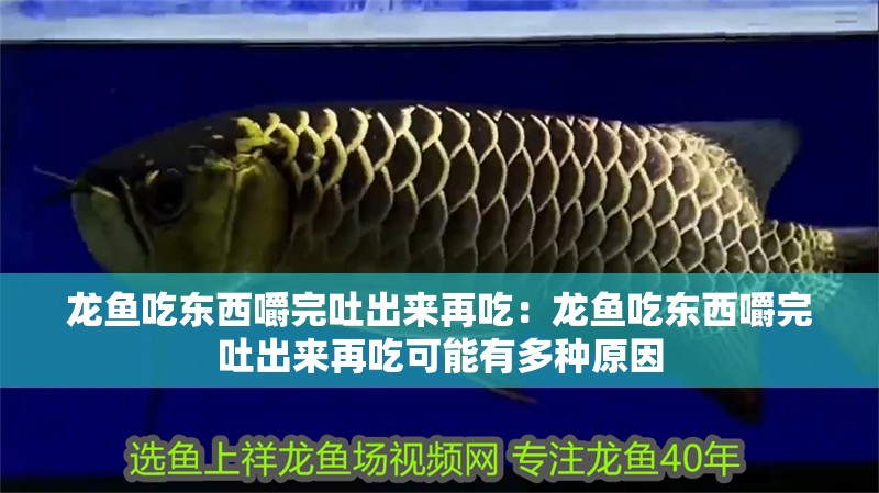 龍魚吃東西嚼完吐出來再吃：龍魚吃東西嚼完吐出來再吃可能有多種原因