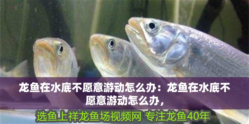 龍魚在水底不愿意游動怎么辦：龍魚在水底不愿意游動怎么辦，
