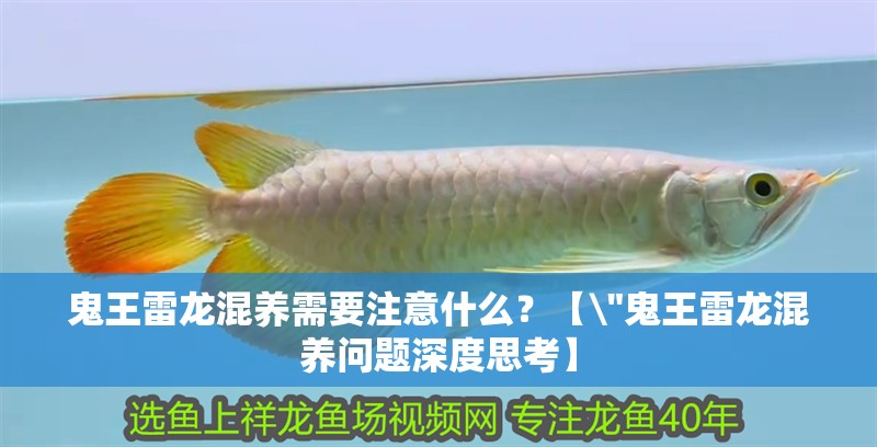 鬼王雷龍混養需要注意什么？【\