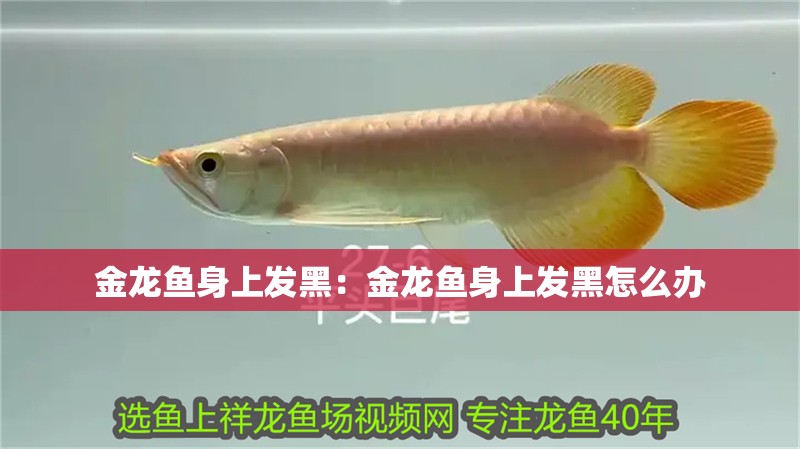 金龍魚(yú)身上發(fā)黑：金龍魚(yú)身上發(fā)黑怎么辦