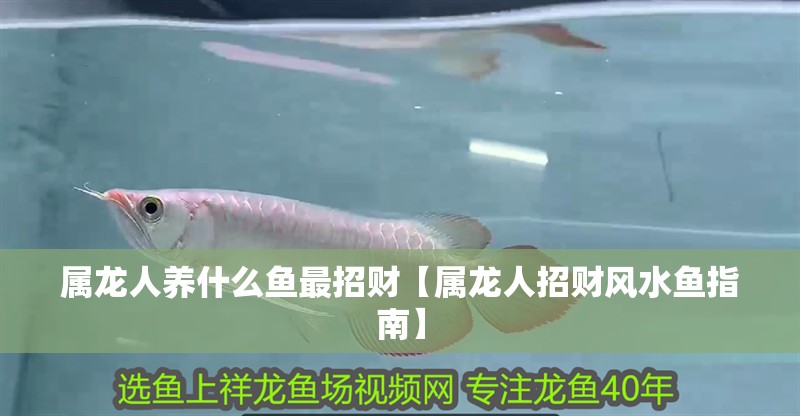 屬龍人養什么魚最招財【屬龍人招財風水魚指南】