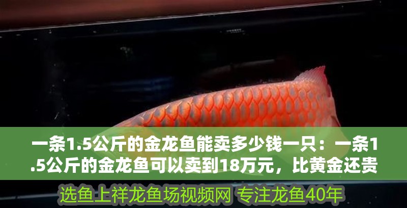 一條1.5公斤的金龍魚能賣多少錢一只：一條1.5公斤的金龍魚可以賣到18萬元，比黃金還貴