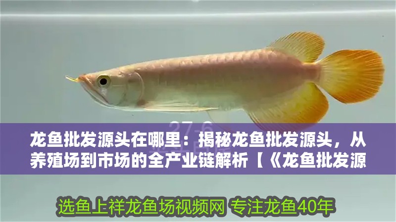 龍魚批發源頭在哪里：揭秘龍魚批發源頭，從養殖場到市場的全產業鏈解析【《龍魚批發源頭探秘：全球供應鏈與高品質龍魚養殖之道》】