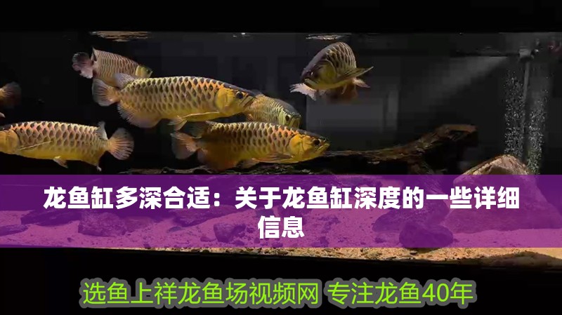 龍魚缸多深合適：關(guān)于龍魚缸深度的一些詳細(xì)信息