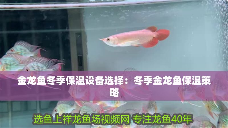 金龍魚冬季保溫設(shè)備選擇:冬季金龍魚保溫策略 金龍魚百科 第1張 金龍魚冬季保溫設(shè)備選擇:冬季金龍魚保溫策略 金龍魚冬季保溫設(shè)備選擇:冬季金龍魚保溫策略 金龍魚百科 第1張