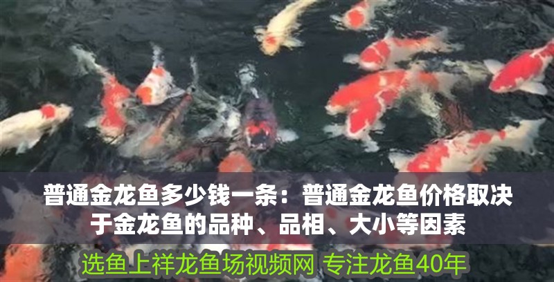 普通金龍魚多少錢一條：普通金龍魚價格取決于金龍魚的品種、品相、大小等因素