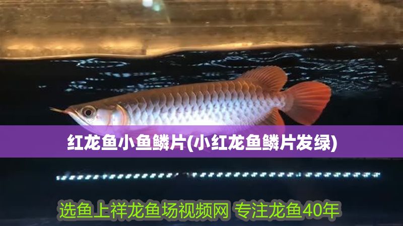紅龍魚(yú)小魚(yú)鱗片(小紅龍魚(yú)鱗片發(fā)綠)