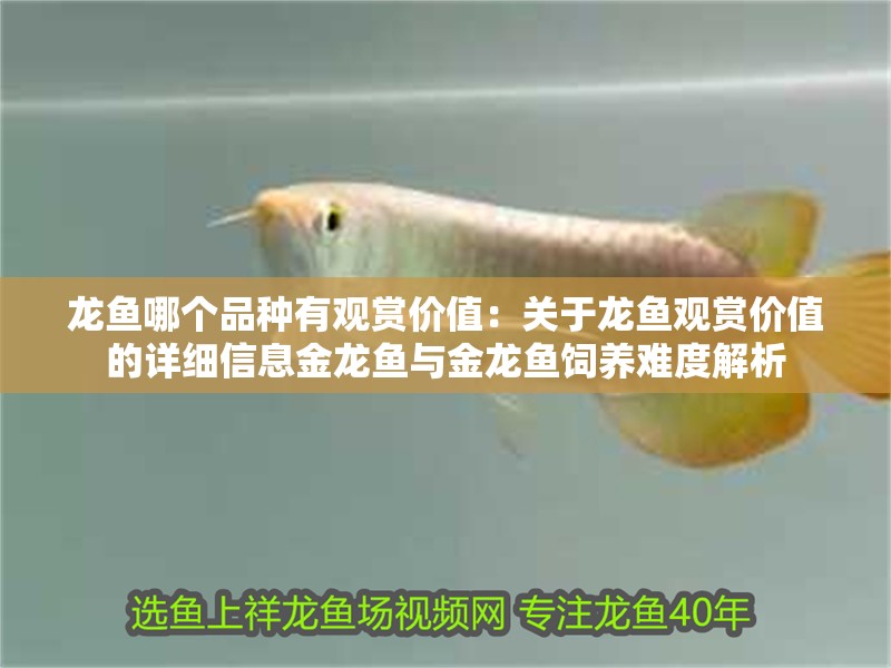 龍魚哪個品種有觀賞價值：關于龍魚觀賞價值的詳細信息金龍魚與金龍魚飼養難度解析