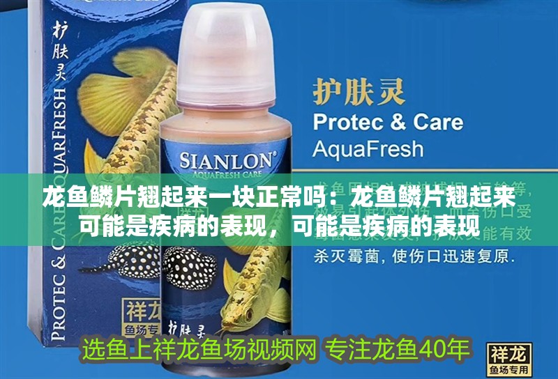 龍魚鱗片翹起來一塊正常嗎：龍魚鱗片翹起來可能是疾病的表現，可能是疾病的表現 龍魚鱗片翹起來一塊正常嗎：龍魚鱗片翹起來可能是疾病的表現，可能是疾病的表現 龍魚百科