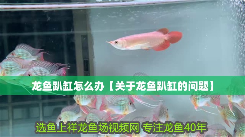 龍魚趴缸怎么辦【關于龍魚趴缸的問題】 龍魚趴缸怎么辦【關于龍魚趴缸的問題】 龍魚論壇