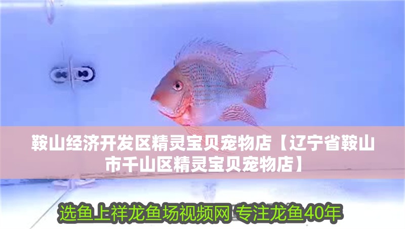 鞍山經濟開發區精靈寶貝寵物店【遼寧省鞍山市<strong><mark>千山</mark></strong>區精靈寶貝寵物店】