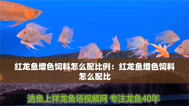 紅龍魚增色飼料怎么配比例：紅龍魚增色飼料怎么配比 紅龍魚增色飼料怎么配比例：紅龍魚增色飼料怎么配比 龍魚百科