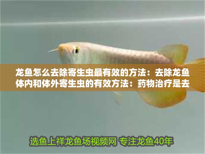 龍魚怎么去除寄生蟲最有效的方法：去除龍魚體內和體外寄生蟲的有效方法：藥物治療是去除龍魚寄生蟲的常見方法