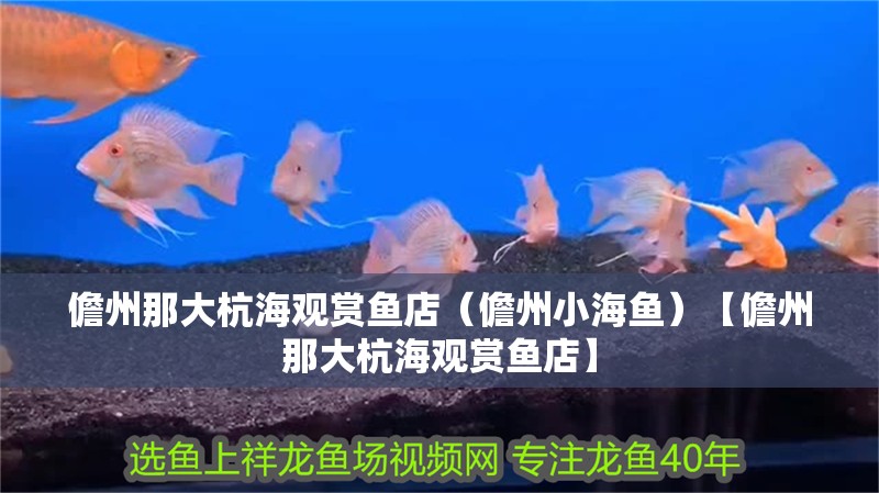 儋州那大杭海觀賞魚店（儋州小海魚）【儋州那大杭海觀賞魚店】