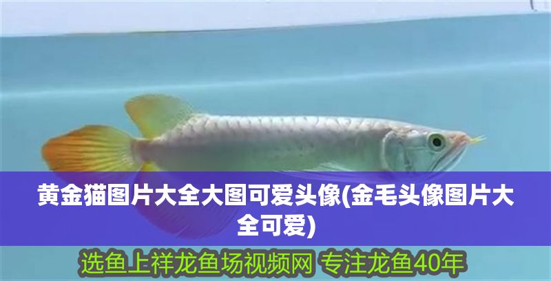 黃金貓圖片大全大圖可愛頭像(金毛頭像圖片大全可愛)