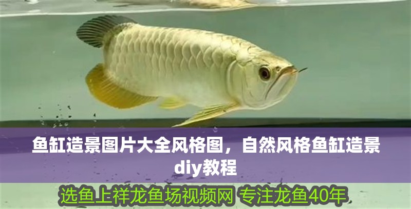 魚缸造景圖片大全風格圖，自然風格魚缸造景diy教程