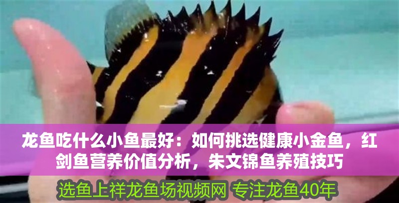 龍魚吃什么小魚最好：如何挑選健康小金魚，紅劍魚營養價值分析，朱文錦魚養殖技巧