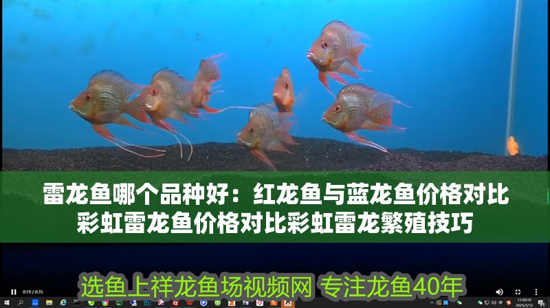雷龍魚哪個品種好：紅龍魚與藍龍魚價格對比彩虹雷龍魚價格對比彩虹雷龍繁殖技巧