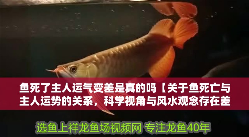 魚死了主人運氣變差是真的嗎【關于魚死亡與主人運勢的關系，科學視角與風水觀念存在差異】
