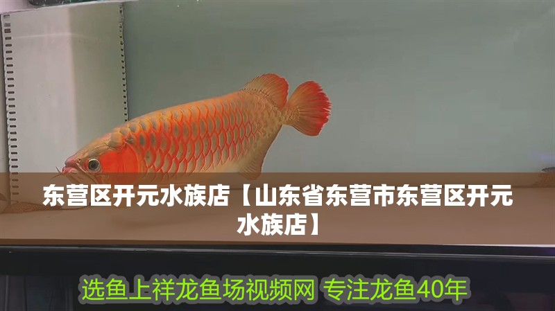 東營區開元水族店【山東省東營市東營區開元水族店】