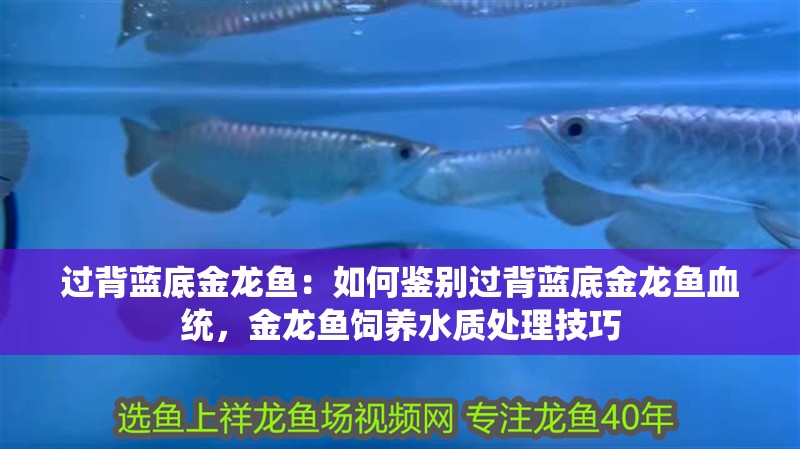 過背藍底金龍魚：如何鑒別過背藍底金龍魚血統，金龍魚飼養水質處理技巧