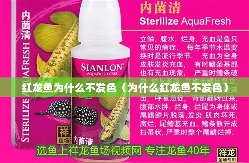 紅龍魚為什么不發色（為什么紅龍魚不發色）