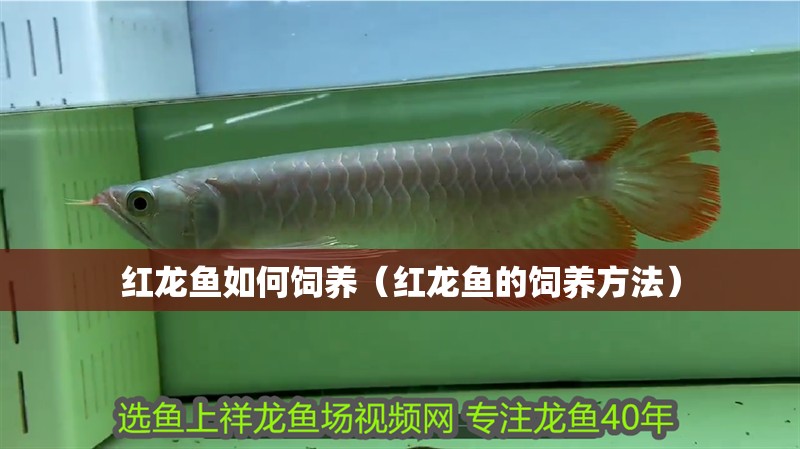 紅龍魚如何飼養（紅龍魚的飼養方法）