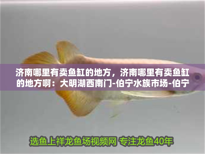 濟(jì)南哪里有賣魚缸的地方，濟(jì)南哪里有賣魚缸的地方啊：大明湖西南門-伯寧水族市場-伯寧水族市場