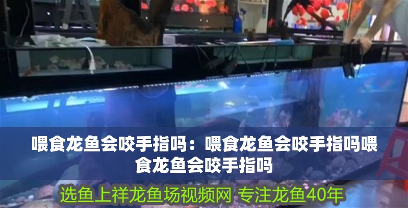 喂食龍魚會咬手指嗎：喂食龍魚會咬手指嗎喂食龍魚會咬手指嗎