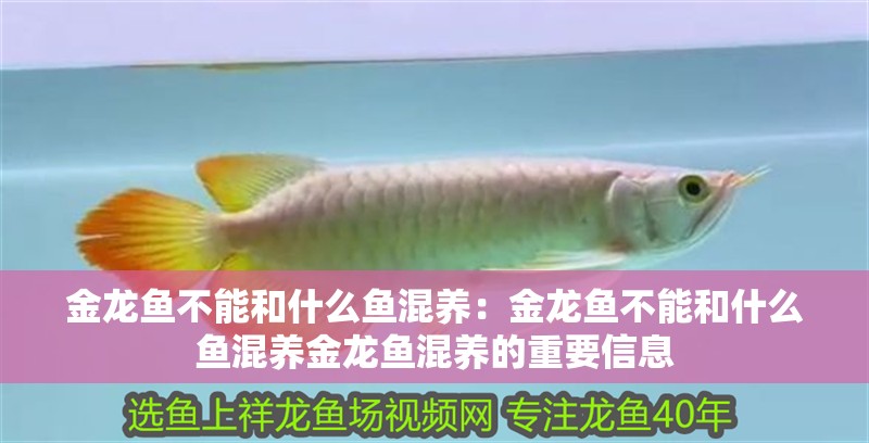 金龍魚不能和什么魚混養：金龍魚不能和什么魚混養金龍魚混養的重要信息 金龍魚不能和什么魚混養：金龍魚不能和什么魚混養金龍魚混養的重要信息 龍魚百科