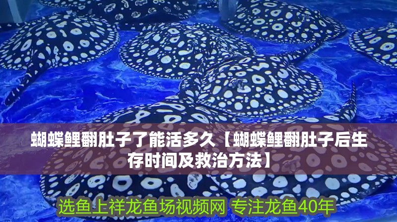 蝴蝶鯉翻肚子了能活多久【蝴蝶鯉翻肚子后生存時間及救治方法】