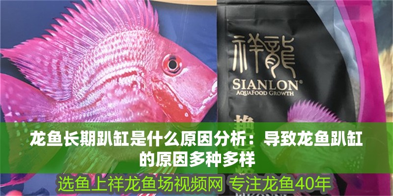 龍魚長期趴缸是什么原因分析：導致龍魚趴缸的原因多種多樣
