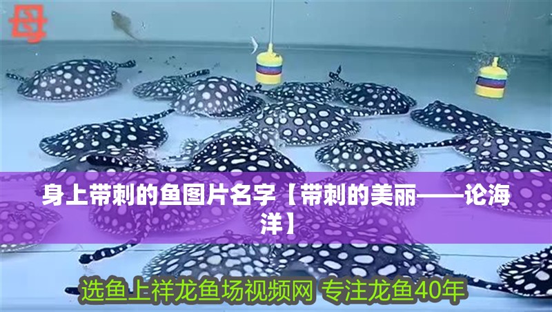 魚缸過濾器選購指南:自制魚缸過濾器魚缸上置過濾器對于養魚愛好者的必備知識 身上帶刺的魚圖片名字【帶刺的美麗——論海洋】 龍魚論壇 身上帶刺的魚圖片名字【帶刺的美麗——論海洋】 身上帶刺的魚圖片名字【帶刺的美麗——論海洋】 龍魚論壇