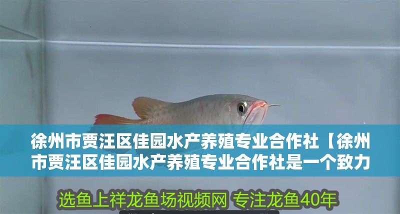 魚(yú)缸過(guò)濾器選購(gòu)指南:自制魚(yú)缸過(guò)濾器魚(yú)缸上置過(guò)濾器對(duì)于養(yǎng)魚(yú)愛(ài)好者的必備知識(shí) 徐州市賈汪區(qū)佳園水產(chǎn)養(yǎng)殖專(zhuān)業(yè)合作社【徐州市賈汪區(qū)佳園水產(chǎn)養(yǎng)殖專(zhuān)業(yè)合作社是一個(gè)致力于水產(chǎn)養(yǎng)殖業(yè)發(fā)展的領(lǐng)軍企業(yè)】 全國(guó)水族館企業(yè)名錄 徐州市賈汪區(qū)佳園水產(chǎn)養(yǎng)殖專(zhuān)業(yè)合作社【徐州市賈汪區(qū)佳園水產(chǎn)養(yǎng)殖專(zhuān)業(yè)合作社是一個(gè)致力于水產(chǎn)養(yǎng)殖業(yè)發(fā)展的領(lǐng)軍企業(yè)】 徐州市賈汪區(qū)佳園水產(chǎn)養(yǎng)殖專(zhuān)業(yè)合作社【徐州市賈汪區(qū)佳園水產(chǎn)養(yǎng)殖專(zhuān)業(yè)合作社是一個(gè)致力于水產(chǎn)養(yǎng)殖業(yè)發(fā)展的領(lǐng)軍企業(yè)】 全國(guó)水族館企業(yè)名錄