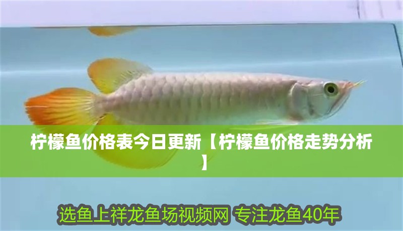 檸檬魚價格表今日更新【檸檬魚價格走勢分析】 檸檬魚價格表今日更新【檸檬魚價格走勢分析】 龍魚論壇