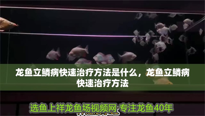 龍魚立鱗病快速治療方法是什么，龍魚立鱗病快速治療方法