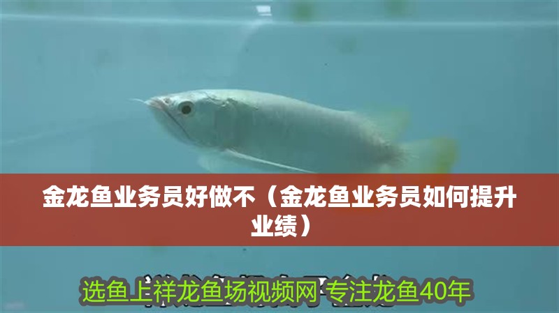 金龍魚業務員好做不（金龍魚業務員如何提升業績）