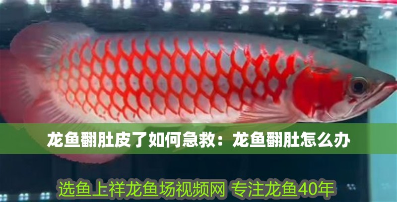 龍魚翻肚皮了如何急救：龍魚翻肚怎么辦