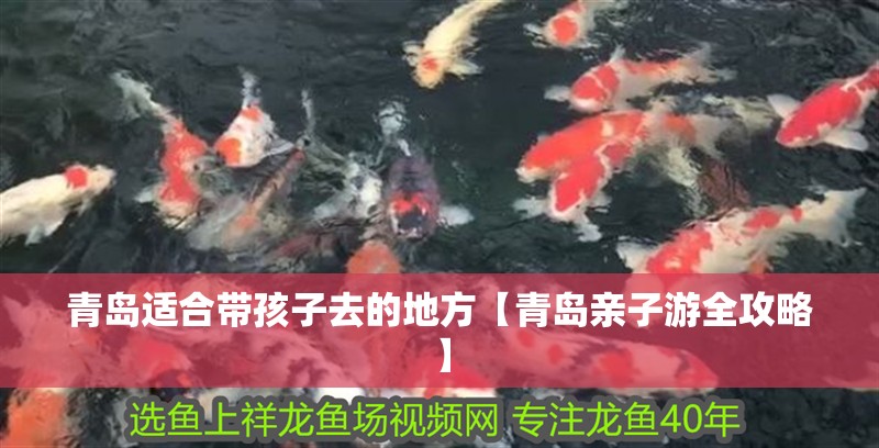 魚缸用增氧泵價格是多少:魚缸增氧機-xtrac增氧機-xtrac增氧機 青島適合帶孩子去的地方【青島親子游全攻略】 龍魚論壇 青島適合帶孩子去的地方【青島親子游全攻略】 青島適合帶孩子去的地方【青島親子游全攻略】 龍魚論壇