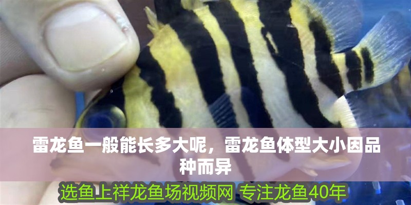 魚缸用增氧泵價格是多少:魚缸增氧機-xtrac增氧機-xtrac增氧機 雷龍魚一般能長多大呢,雷龍魚體型大小因品種而異 龍魚百科 雷龍魚一般能長多大呢,雷龍魚體型大小因品種而異 雷龍魚一般能長多大呢,雷龍魚體型大小因品種而異 龍魚百科