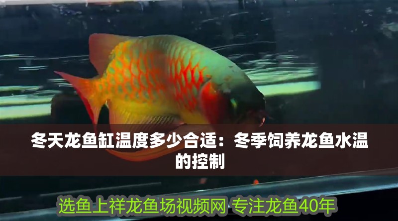 冬天龍魚缸溫度多少合適：冬季飼養龍魚水溫的控制 冬天龍魚缸溫度多少合適：冬季飼養龍魚水溫的控制 龍魚百科